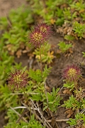 David Plant Photography - Wildlife Photography - Piripiri bur - B
